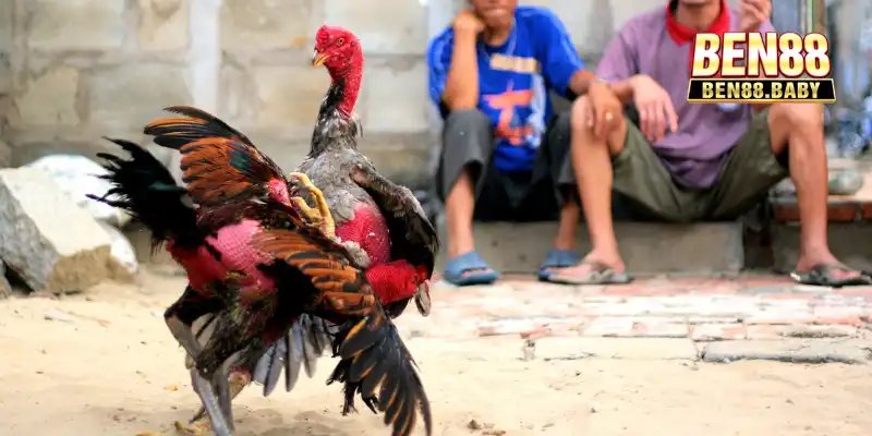 Cách Nuôi Gà Đá Chân Mạnh Hiệu Quả Tại Nhà Cái Ben88 2 Các phương pháp nuôi dưỡng gà đá chân mạnh