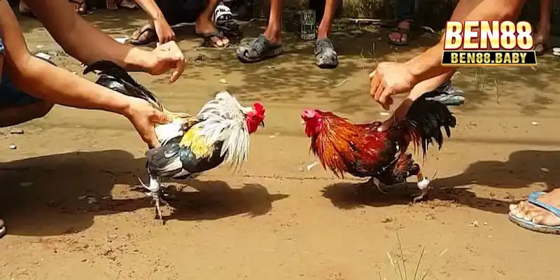 Đá Gà Cựa Sắt: Khám Phá Môn Cá Cược Kịch Tính Tại Ben88 3 Một số kỹ thuật chọi gà cực chiến tại Ben88