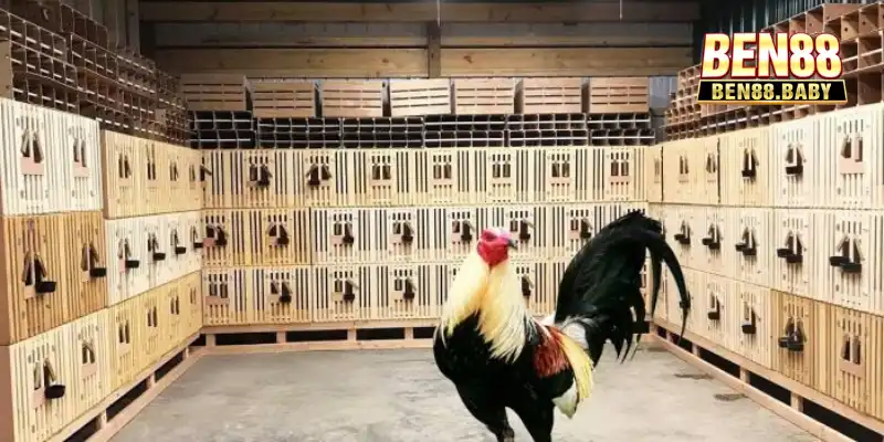 Trại Đá Gà Tại Nhà Cái Ben88 - Bí Quyết Thành Công 1 Giới thiệu mô hình trại đá gà phổ biến